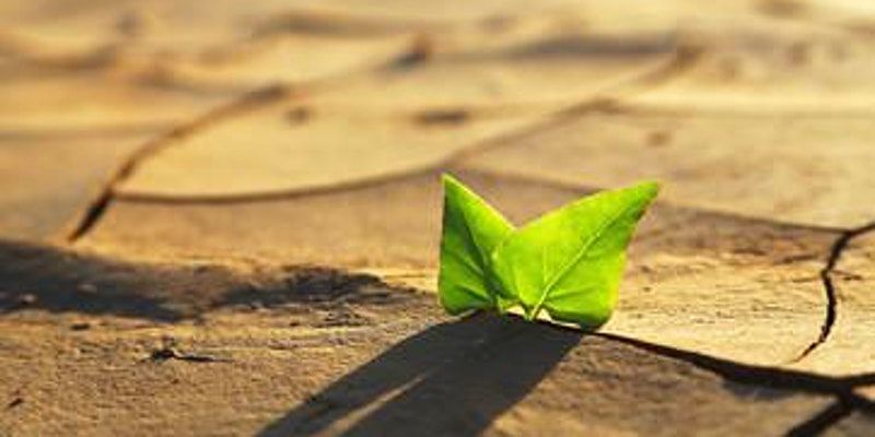 image of a green leaf in a dry and barren soil