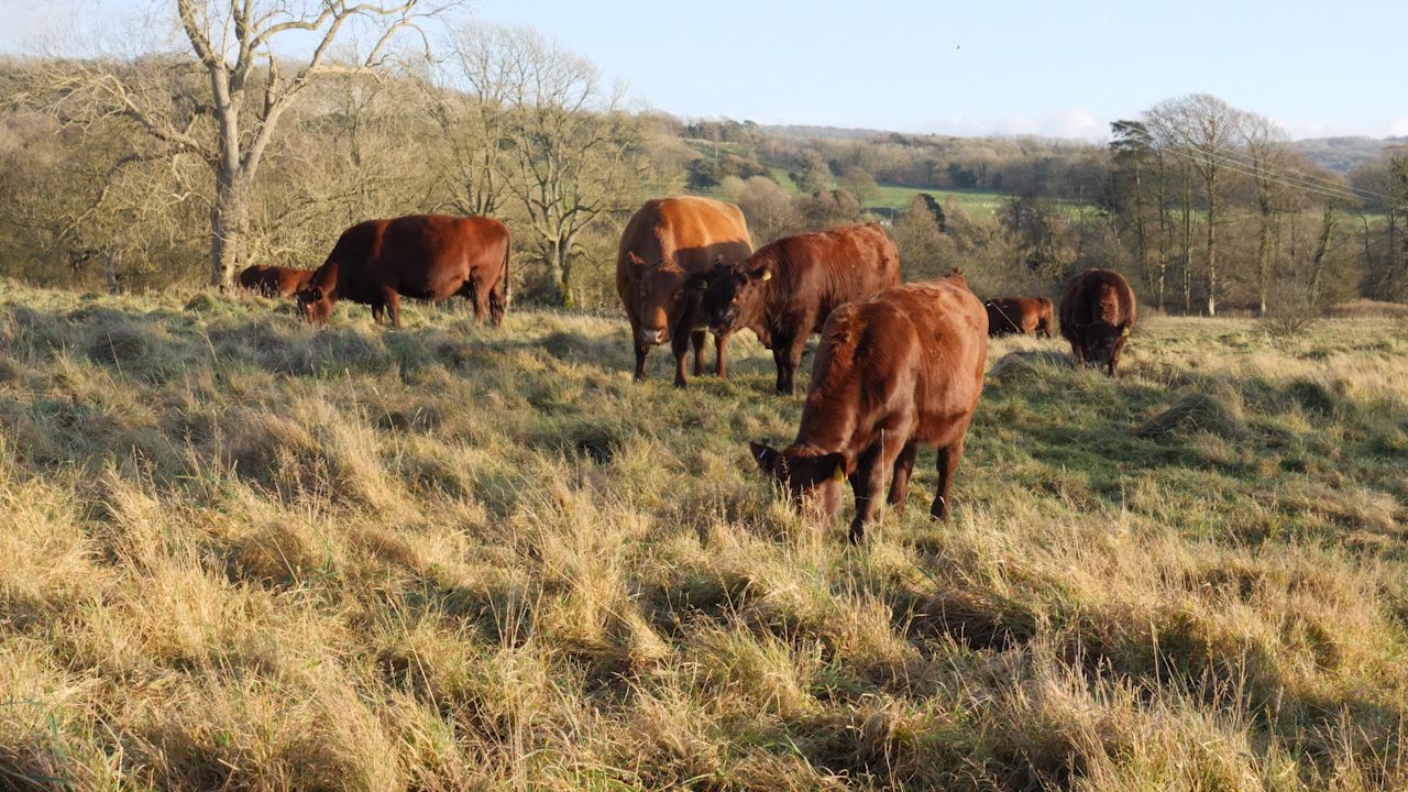 Grazing Red Poll Cattle near Morecambe Bay